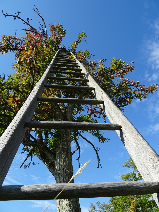 Climbing the Career Ladder