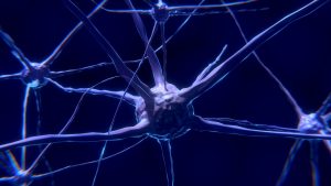 Brain Cell